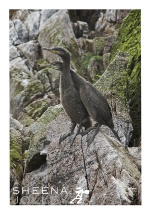 Shag seabird  scarce inland   cliff ledges  young fledglings  Inishtrahull Island  Ireland  8eggs  two chicks fledge  close contact  photograph Shags Love Too.jpg Shags Love Too.jpg Shags Love Too.jpg Shags Love Too.jpg